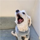 리치펫하우스 이미지