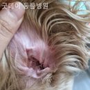 굿데이동물병원 네이버블로그