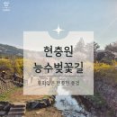 국립서울현충원 유격대화장실 | 국립현충원 동화같은 능수벚꽃길🌸