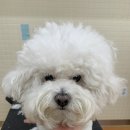 아우어패밀리 | 계양구 비숑 가위컷 전문 아우어패밀리 전체미용 후기