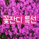 동부꽃농원 이미지