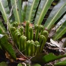 제주 삼도파초일엽 자생지 이미지