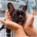 도그하우스 애견샵 이미지