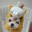 CAFE THE DOG 이미지