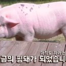 핑돼 이미지