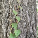 성황당어린이공원 이미지