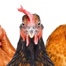 꼬꼬와아이들 이미지