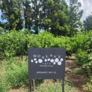 청용농장 | [제주] 무화과 따기 체험이 가능한 "몽라브"