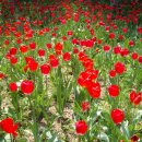 꽃의나라 이미지