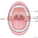 (3) 解剖生理學의 咽喉 이미지