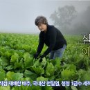 [보류]소백산 절임배추 "사전 예약" 받습니다 이미지