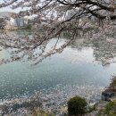 중리천로113번길 | 이천 안흥지 벚꽃 후기 애련정 풍경까지 완벽한 봄 산책 코스