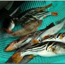 순이참복 이미지