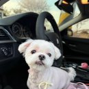 리몽드 | 진주애견미용 리몽드에서 콩이 미모 업그레이드ෆᐠ(ꈍᴗꈍ)ᐟ