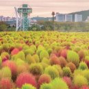 대산문화체육공원(플라워랜드) 쿠키뉴스