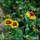 허균,허난설헌기념관 이미지