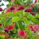 디아나 - 영천시 호국로 59 | 디아나