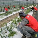 간척3리 이미지