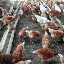 병걸농장 이미지