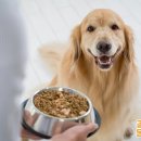 조아동물병원 - 금천구 금하로1라길 35 | 조아동물병원