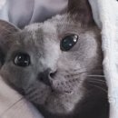 상전 이미지
