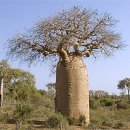 바오밥나무 이미지