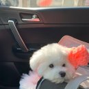 까비네펫살롱 이미지