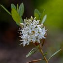 백산차(Labrador tea) 이미지