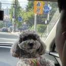 봉녀수제비 | 반려견동반 1박2일 가족여행 - 가평편