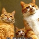 미묘 - 화성시 남여울2길 25 | 미묘
