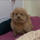 비몽사몽 이미지