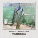 양농장 | 인천 아기랑 나들이 추천 시흥 온동물체험농장 후기