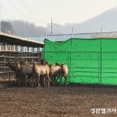 성환엘크사슴농장 네이버블로그