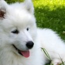 강아지PC 이미지