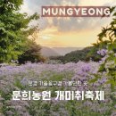 대영농원4농장 | 문경가볼만한곳 문희농원 개미취축제 다시 간 솔직 후기