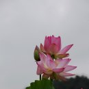 홍연 - 칠곡군 북중리3길 6 | 홍연
