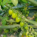 옥녀봉농장 이미지