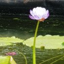 식물원주유소 이미지