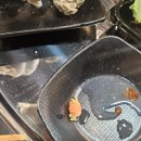 249 | 연수동 조개구이 249 무한조개 가성비 후기 무한리필 꿀팁