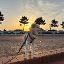 영종도 애견동반 카페 키카페 QUAY CAFE 내돈내산