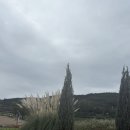 거인자동차정비 | 대구 가볼만한 곳 꽃구경 피크닉 &lt;하중도&gt; 댑싸리, 코스모스, 백일홍 개화 상황, 주차 꿀팁