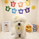 개라데이션 이미지