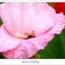 들꽃팜