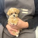 펫캐슬 강아지고양이 애견샵 의정부점 | [의정부강아지분양 펫캐슬 의정부 강아지분양 고양이분양 애견샵] 외모+건강 모두 만족했던 방문 후기