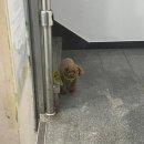 해밀약국 | 당중독자의 다이어트 9주차 마지막 일기: 환자가 되버린 건에 대하여..(귀멸의 칼날 무한성편, 샐러그리...