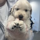 창원강아지분양 헬스독 애견입양 말티푸들포메라니안미니비숑 이미지