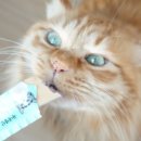 뱅갈온니 이미지