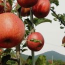 원준농장 이미지