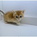 상상도그 이미지