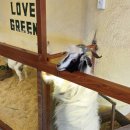 현지네 농원 | 달랏여행 후레쉬가든 자연농원느낌 동물원까지! 3살 아기랑